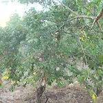 Conte In Salento Kır Evi *