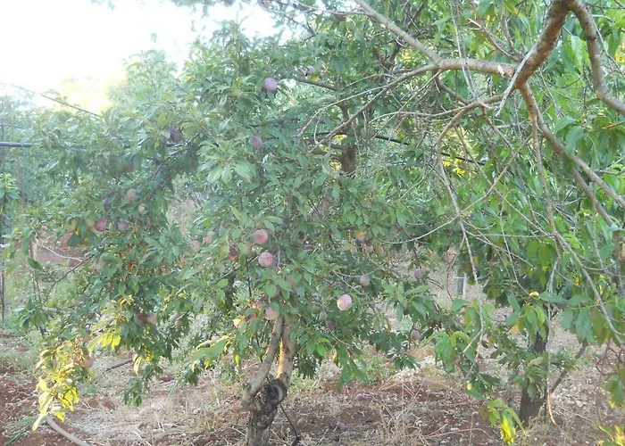 Conte In Salento Kır Evi *